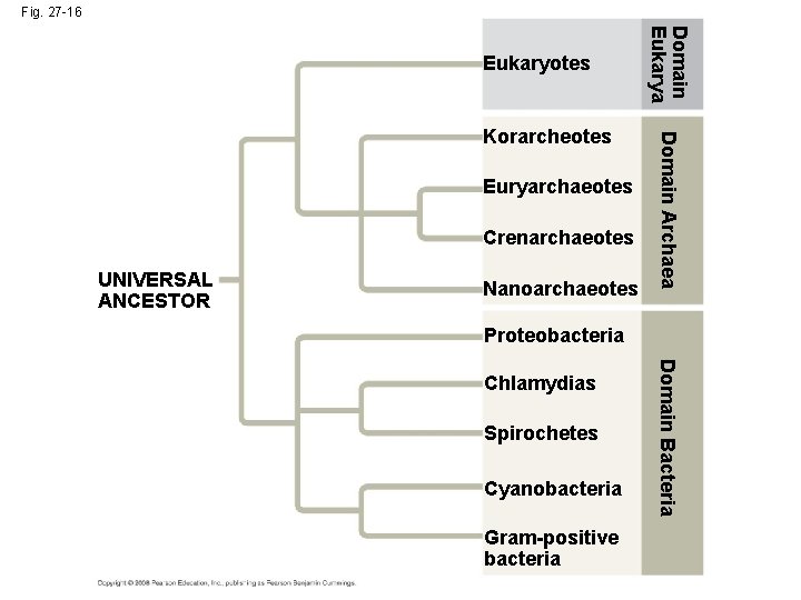 Fig. 27 -16 Euryarchaeotes Crenarchaeotes UNIVERSAL ANCESTOR Nanoarchaeotes Domain Archaea Korarcheotes Domain Eukarya Eukaryotes