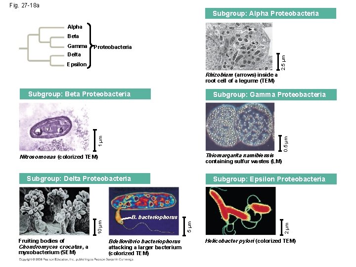 Fig. 27 -18 a Subgroup: Alpha Proteobacteria Alpha Beta Gamma Proteobacteria 2. 5 µm
