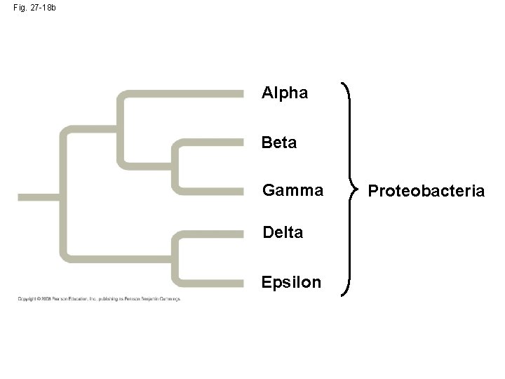 Fig. 27 -18 b Alpha Beta Gamma Delta Epsilon Proteobacteria 