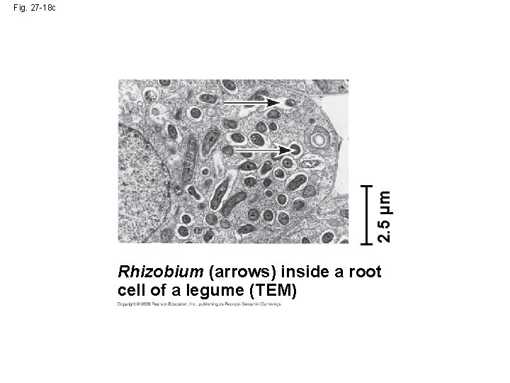 2. 5 µm Fig. 27 -18 c Rhizobium (arrows) inside a root cell of