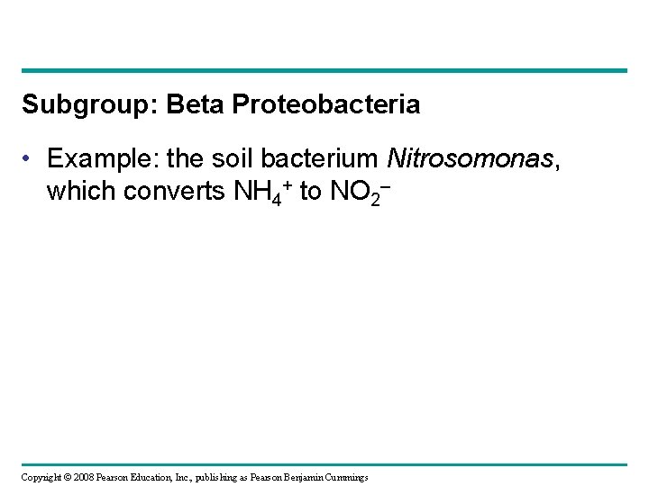 Subgroup: Beta Proteobacteria • Example: the soil bacterium Nitrosomonas, which converts NH 4+ to