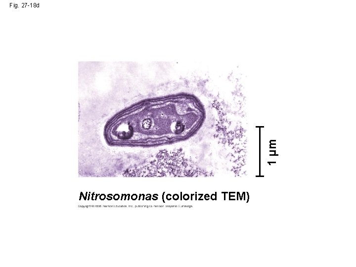 1 µm Fig. 27 -18 d Nitrosomonas (colorized TEM) 