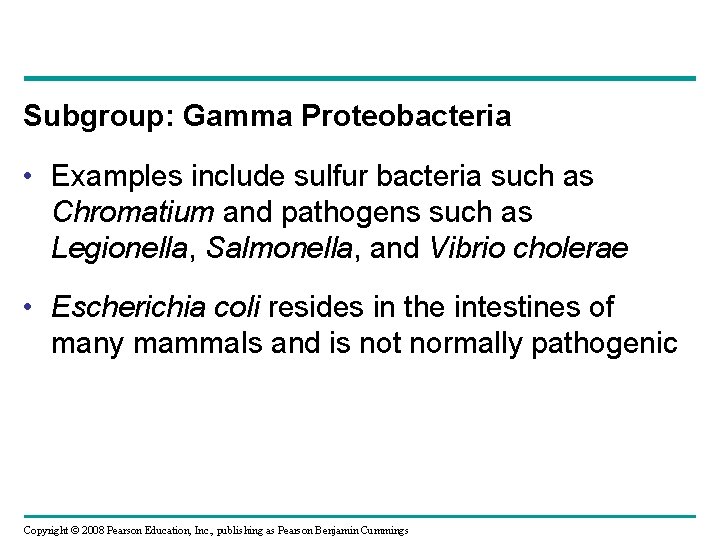 Subgroup: Gamma Proteobacteria • Examples include sulfur bacteria such as Chromatium and pathogens such