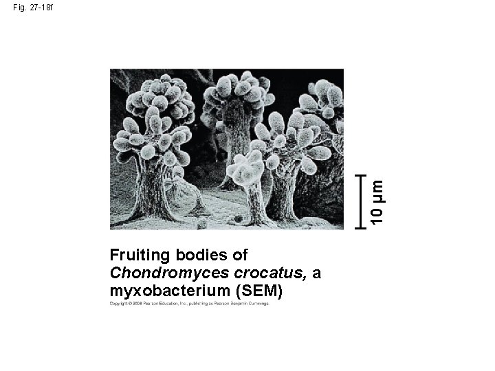10 µm Fig. 27 -18 f Fruiting bodies of Chondromyces crocatus, a myxobacterium (SEM)
