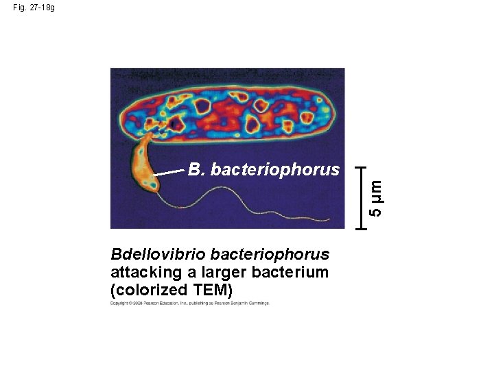 Fig. 27 -18 g 5 µm B. bacteriophorus Bdellovibrio bacteriophorus attacking a larger bacterium