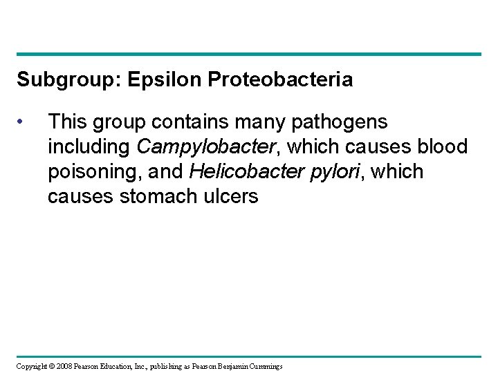 Subgroup: Epsilon Proteobacteria • This group contains many pathogens including Campylobacter, which causes blood