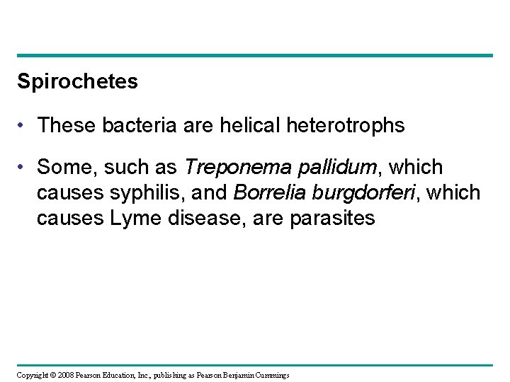 Spirochetes • These bacteria are helical heterotrophs • Some, such as Treponema pallidum, which