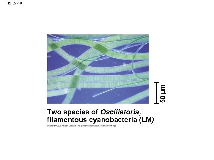 50 µm Fig. 27 -18 l Two species of Oscillatoria, filamentous cyanobacteria (LM) 