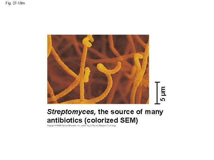 5 µm Fig. 27 -18 m Streptomyces, the source of many antibiotics (colorized SEM)