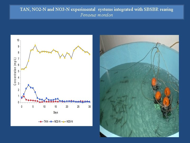 TAN, NO 2 -N and NO 3 -N experimental systems integrated with SBSBR rearing