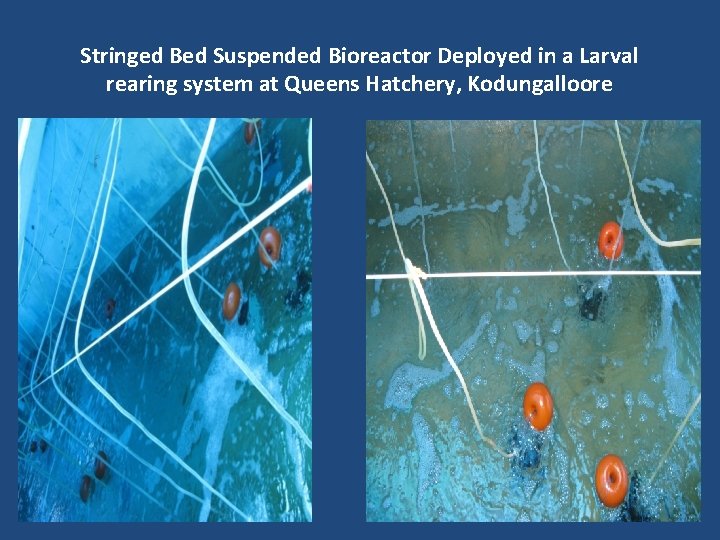 Stringed Bed Suspended Bioreactor Deployed in a Larval rearing system at Queens Hatchery, Kodungalloore