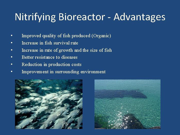 Nitrifying Bioreactor - Advantages • • • Improved quality of fish produced (Organic) Increase