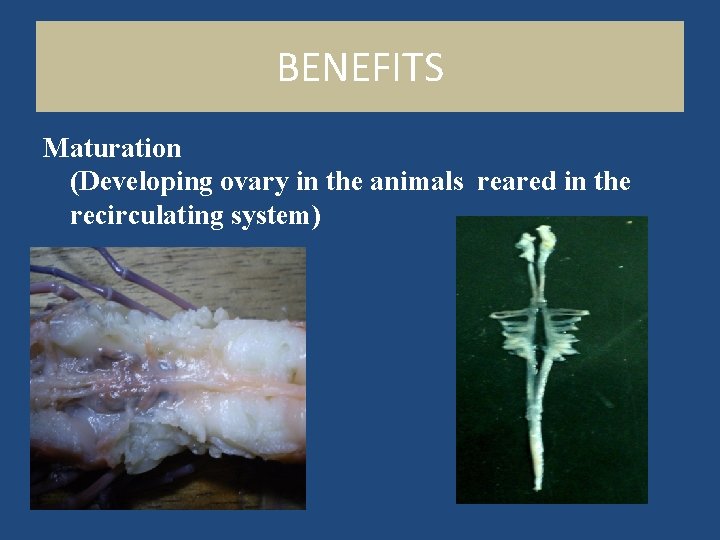 BENEFITS Maturation (Developing ovary in the animals reared in the recirculating system) 