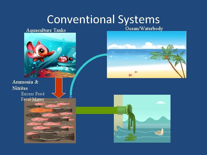Conventional Systems Aquaculture Tanks Ammonia & Nitrites Excess Feed Fecal Matter Ocean/Waterbody 