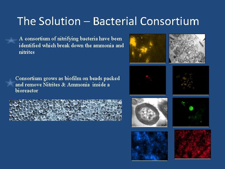 The Solution – Bacterial Consortium A consortium of nitrifying bacteria have been identified which