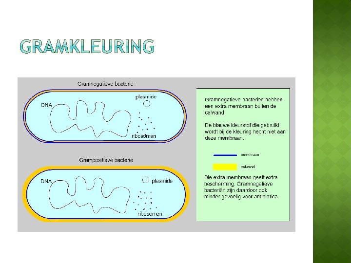 Microorganismen Hoofdstuk 13 Biologie voor het MLO Microbiologie