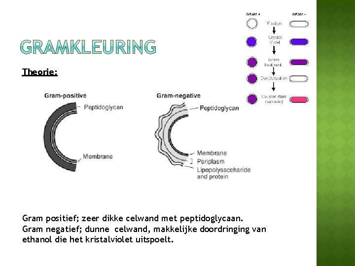 Microorganismen Hoofdstuk 13 Biologie voor het MLO Microbiologie