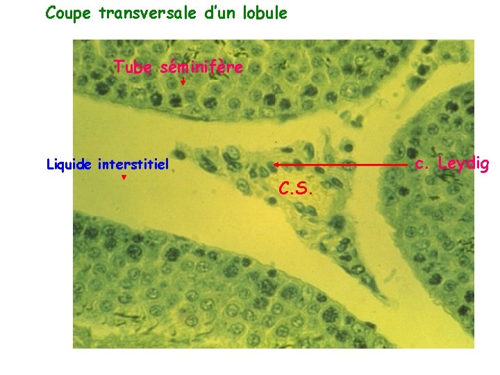 Coupe transversale d’un lobule Tube séminifère c. Leydig Liquide interstitiel C. S. 