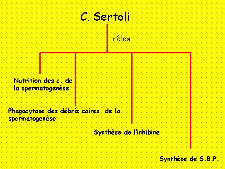 C. Sertoli rôles Nutrition des c. de la spermatogenèse Phagocytose des débris caires de