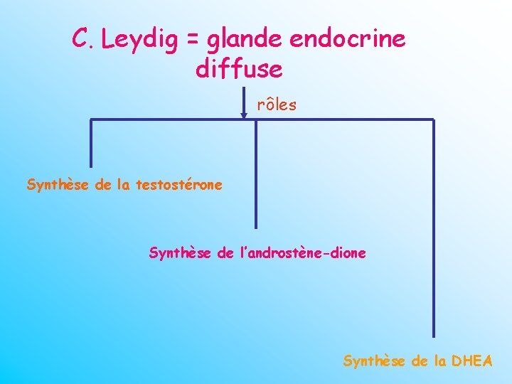 C. Leydig = glande endocrine diffuse rôles Synthèse de la testostérone Synthèse de l’androstène-dione