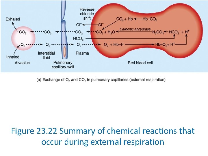 Figure 23. 22 Summary of chemical reactions that occur during external respiration 