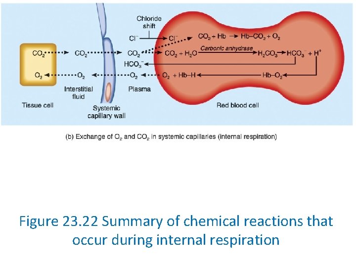 Figure 23. 22 Summary of chemical reactions that occur during internal respiration 