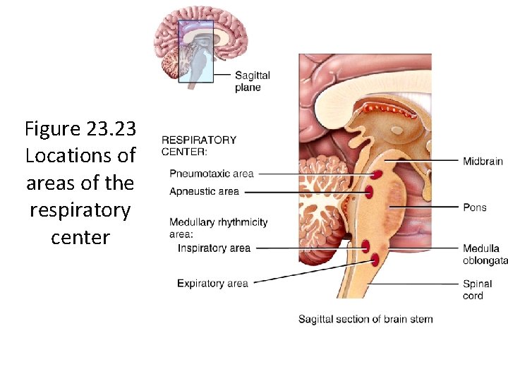 Figure 23. 23 Locations of areas of the respiratory center 