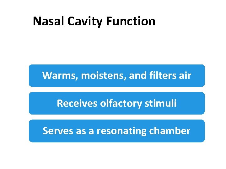 Nasal Cavity Function Warms, moistens, and filters air Receives olfactory stimuli Serves as a