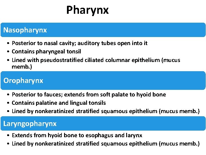 Pharynx Nasopharynx • Posterior to nasal cavity; auditory tubes open into it • Contains