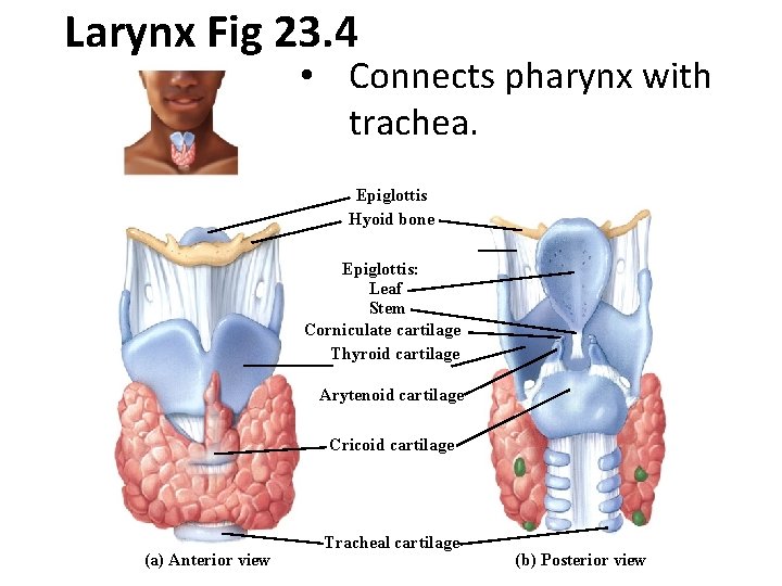 Larynx Fig 23. 4 • Connects pharynx with trachea. Epiglottis Hyoid bone Epiglottis: Leaf
