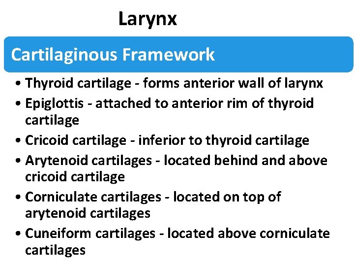 Larynx Cartilaginous Framework • Thyroid cartilage - forms anterior wall of larynx • Epiglottis
