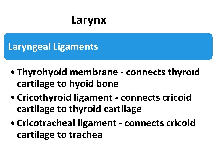 Larynx Laryngeal Ligaments • Thyrohyoid membrane - connects thyroid cartilage to hyoid bone •