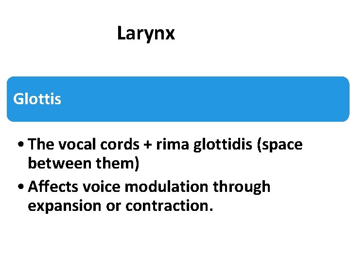 Larynx Glottis • The vocal cords + rima glottidis (space between them) • Affects