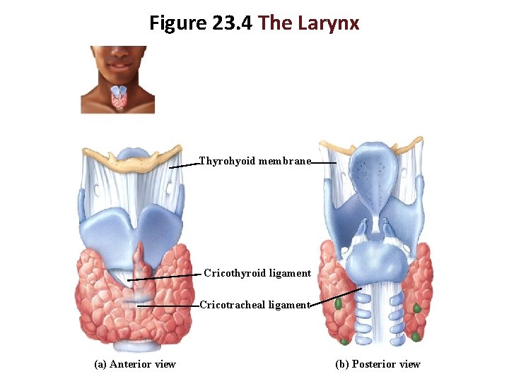 Figure 23. 4 The Larynx Thyrohyoid membrane Cricothyroid ligament Cricotracheal ligament (a) Anterior view