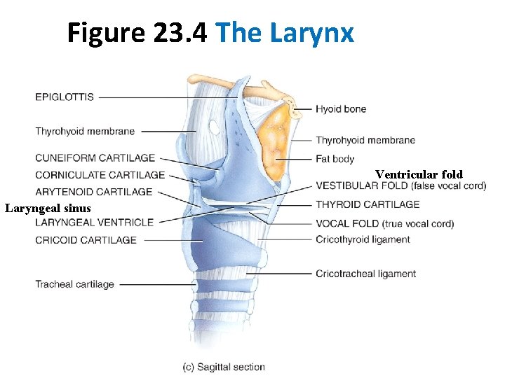 Figure 23. 4 The Larynx Ventricular fold Laryngeal sinus 