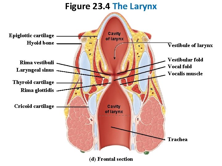 Figure 23. 4 The Larynx Epiglottic cartilage Hyoid bone Cavity of larynx Vestibule of