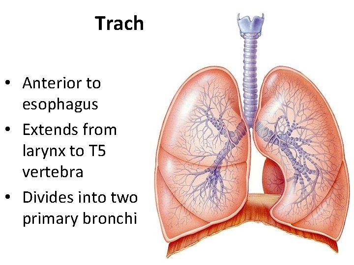 Trachea • Anterior to esophagus • Extends from larynx to T 5 vertebra •