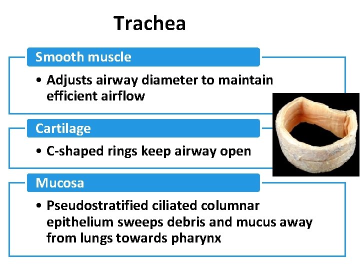 Trachea Smooth muscle • Adjusts airway diameter to maintain efficient airflow Cartilage • C-shaped