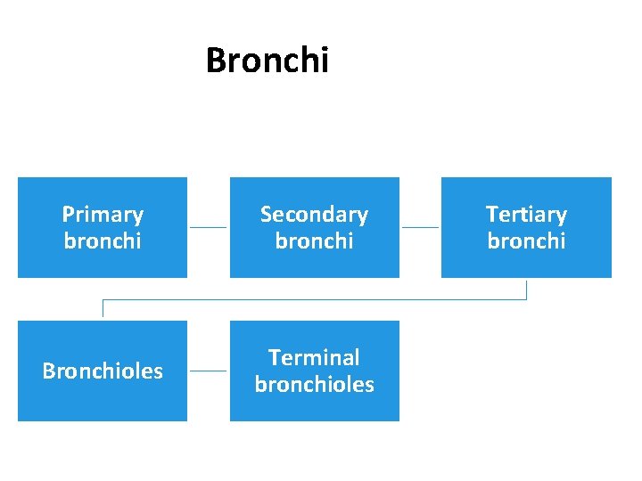 Bronchi Primary bronchi Secondary bronchi Bronchioles Terminal bronchioles Tertiary bronchi 