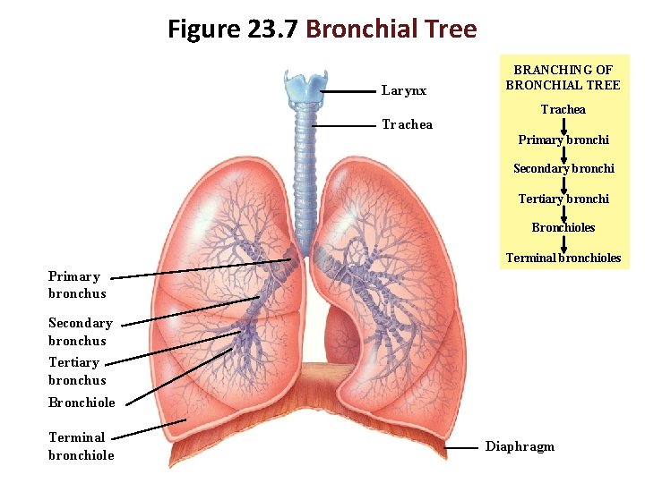 Figure 23. 7 Bronchial Tree Larynx BRANCHING OF BRONCHIAL TREE Trachea Primary bronchi Secondary