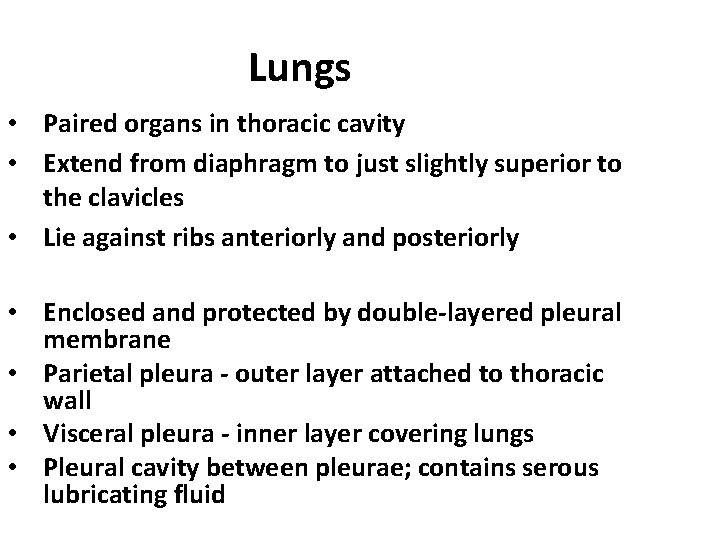 Lungs • Paired organs in thoracic cavity • Extend from diaphragm to just slightly