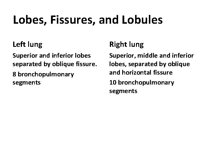 Lobes, Fissures, and Lobules Left lung Right lung Superior and inferior lobes separated by