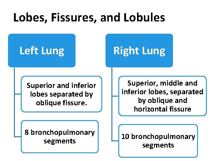 Lobes, Fissures, and Lobules Left Lung Superior and inferior lobes separated by oblique fissure.