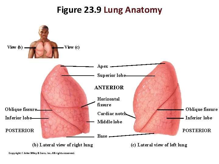 Figure 23. 9 Lung Anatomy View (b) View (c) Apex Superior lobe ANTERIOR Oblique