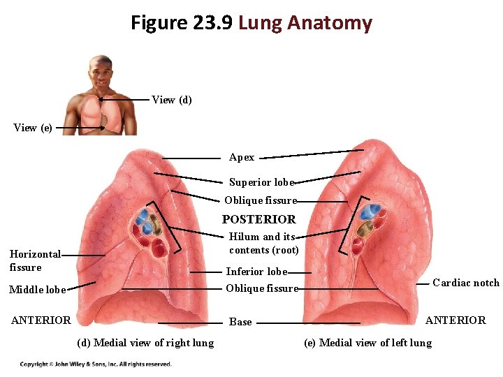 Figure 23. 9 Lung Anatomy View (d) View (e) Apex Superior lobe Oblique fissure