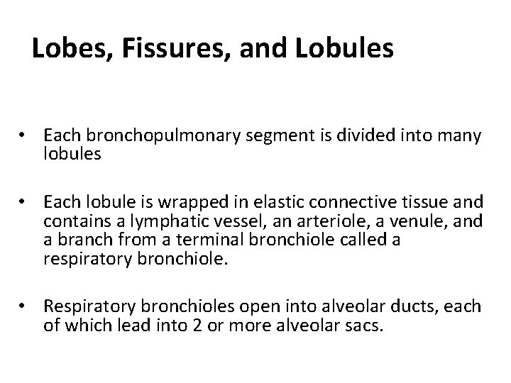 Lobes, Fissures, and Lobules • Each bronchopulmonary segment is divided into many lobules •