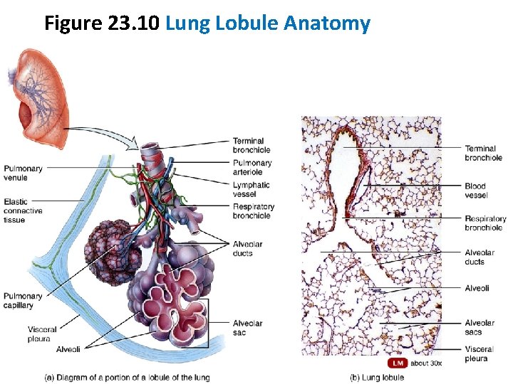 Figure 23. 10 Lung Lobule Anatomy 