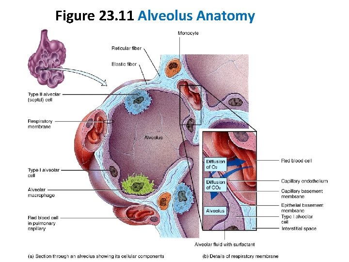 Figure 23. 11 Alveolus Anatomy 