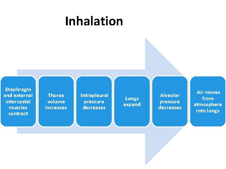 Inhalation Diaphragm and external intercostal muscles contract Thorax volume increases Intrapleural pressure decreases Lungs