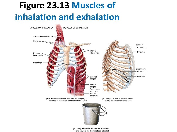 Figure 23. 13 Muscles of inhalation and exhalation 